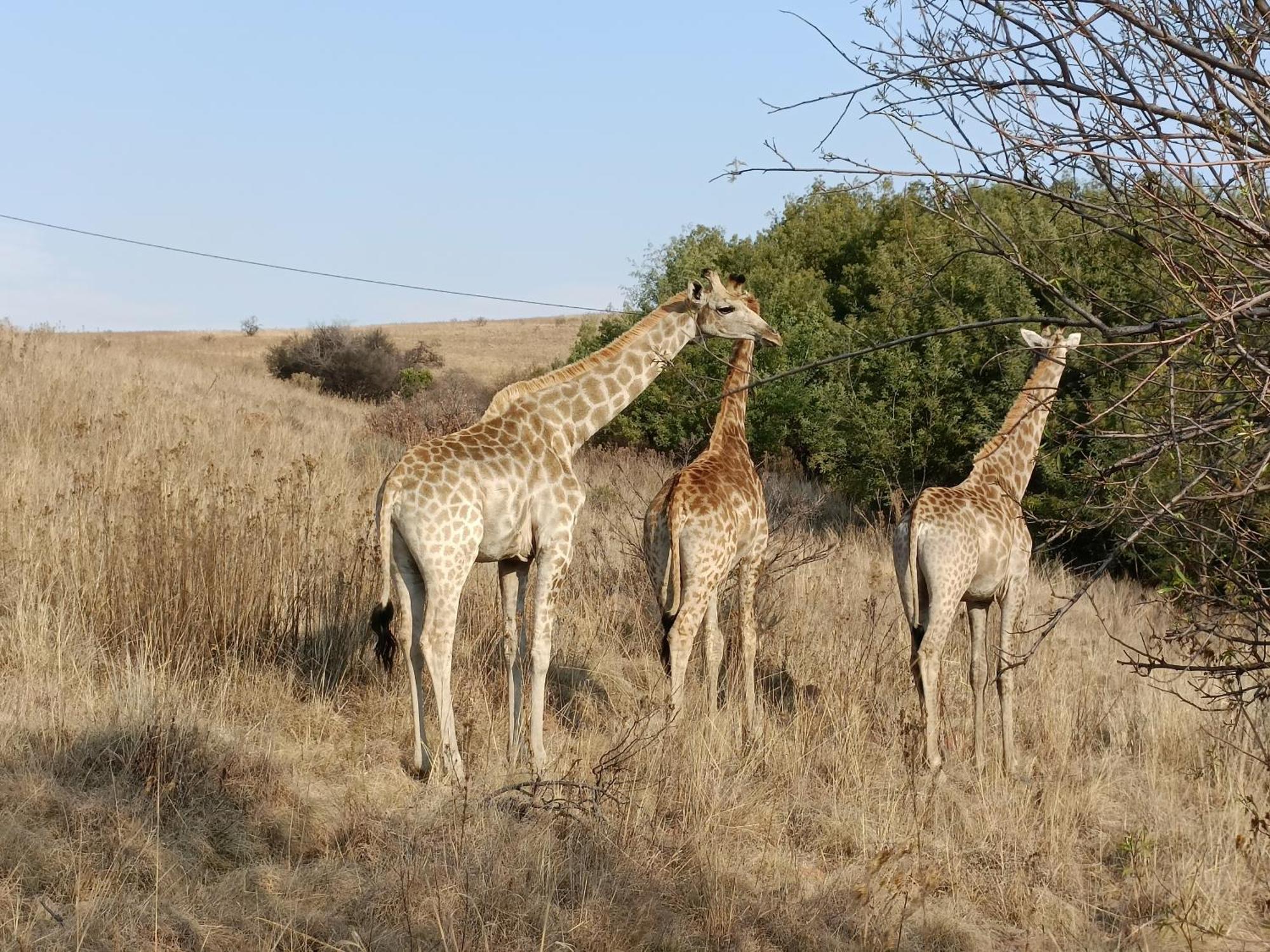 Sedgefield Lodge Witbank Εξωτερικό φωτογραφία
